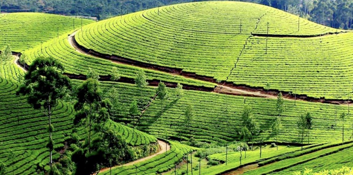 Tea Estates Kotagiri Tea Estates Kotagiri